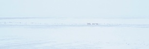 Polar-Bear-Crossing.jpg