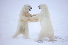 Polar-Bear-Playtime.jpg