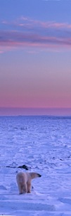 Polar-Bear-Sunset.jpg