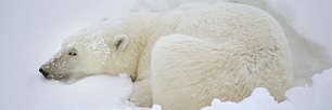 Polar-Slumber.jpg