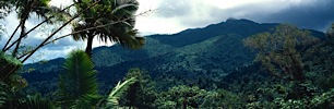 Puerto-Rican-Jungle-Overlook.jpg