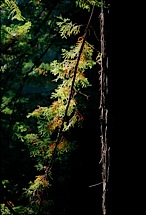 Radiant-Redwood.jpg