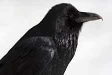 Raven-Wisdom.jpg