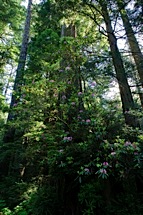 Redwood,-Rhodedendrum-and-Sunlight.jpg
