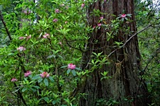 Redwood-Bloom.jpg