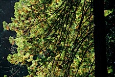 Redwood-Cloak.jpg