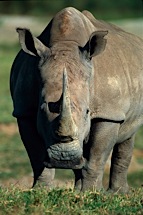 Rhino-Portrait.jpg