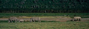 Rhinos-of-Nakuru.jpg