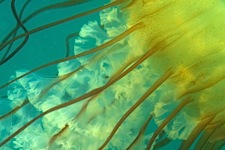 Sea-Nettle-Detail.jpg