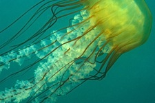 Sea-Nettle-in-Motion.jpg