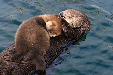 Sea-Otter-and-Pup.jpg