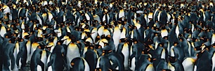 Sea-of-Penguins.jpg