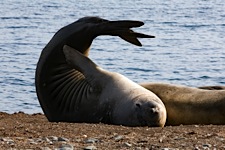 Seal-Stretch.jpg