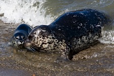 Seal-Swimming-Lessons.jpg