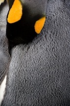 Shy-Penguin.jpg