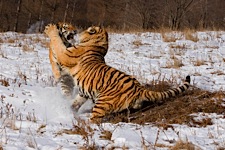 Sparring-Tigers.jpg