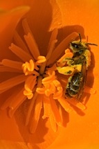 The-Pollinator.jpg