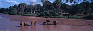 Thirsty-Elephants.jpg