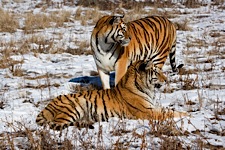 Tiger-Duo.jpg