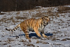 Tiger-Focus.jpg