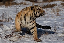 Tiger-Intensity.jpg