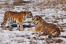 Tiger-Meeting.jpg