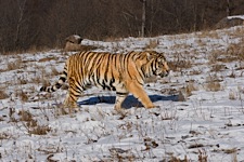 Tiger-Terrain.jpg