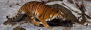 Tiger-in-Action.jpg