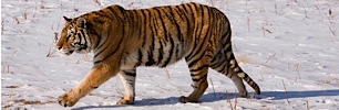 Tiger-on-the-Move.jpg
