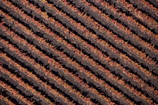 Vineyard-Aerial-1.jpg