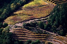 Vineyard-Aerial-11.jpg