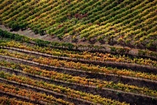 Vineyard-Aerial-12.jpg