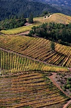Vineyard-Aerial-13.jpg
