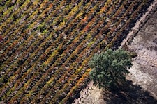 Vineyard-Aerial-2.jpg