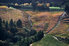 Vineyard-Aerial-3.jpg