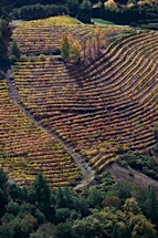 Vineyard-Aerial-4.jpg