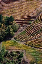 Vineyard-Aerial-7.jpg