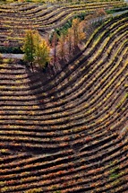 Vineyard-Aerial-8.jpg