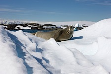 Weddell-Seal-Rest.jpg