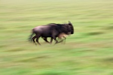 Wildebeest-in-Motion.jpg