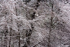 Winter-Lace.jpg