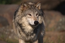 Wolf-River-Portrait.jpg