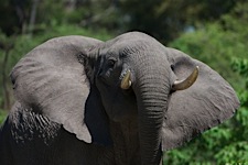 Young-Bull-Elephant.jpg