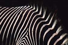 Zebra-Texture.jpg