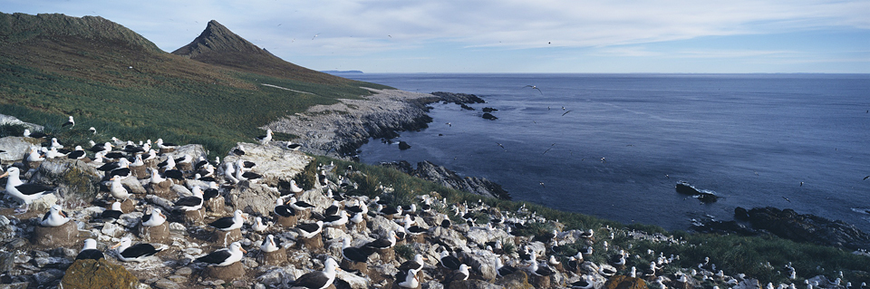 Albatross Island