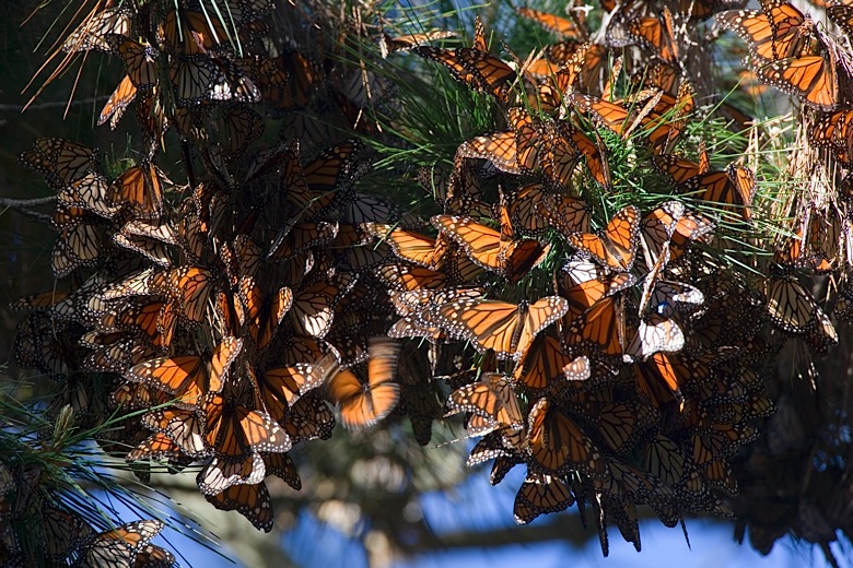 Return of the Monarchs