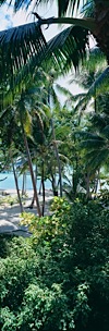 A-Coconuts-Island-View.jpg