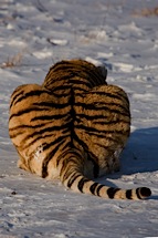 A-Siberian-Tail.jpg