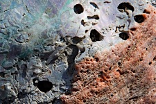 Abalone-Texture.jpg