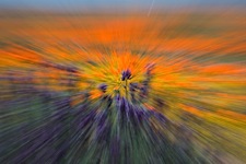 Antelope-Wildflower-Study-1.jpg